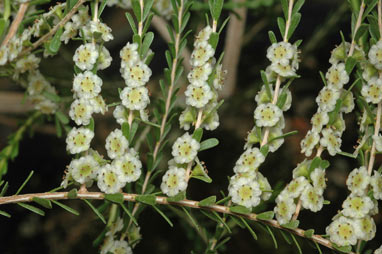 APII jpeg image of Thryptomene parviflora  © contact APII