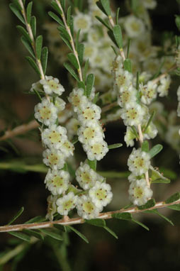 APII jpeg image of Thryptomene parviflora  © contact APII