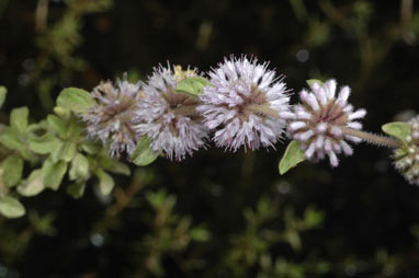 APII jpeg image of Mentha pulegium  © contact APII