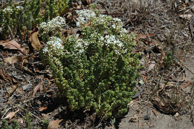 APII jpeg image of Sedum album  © contact APII