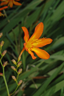 APII jpeg image of Crocosmia x crocosmiiflora  © contact APII