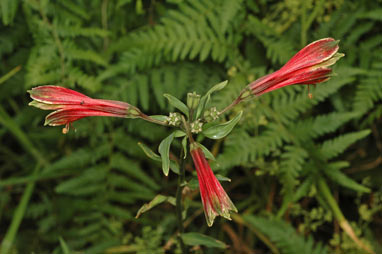 APII jpeg image of Alstroemeria psittacina  © contact APII