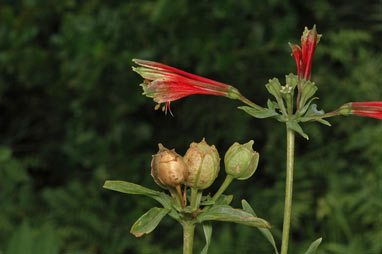 APII jpeg image of Alstroemeria psittacina  © contact APII