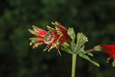 APII jpeg image of Alstroemeria psittacina  © contact APII