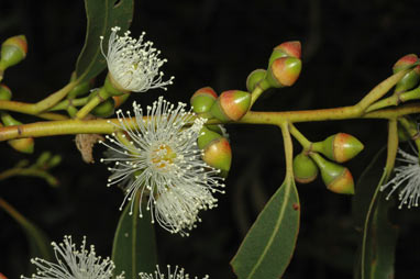 APII jpeg image of Eucalyptus dalrympleana subsp. dalrympleana  © contact APII