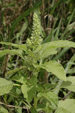 APII jpeg image of Amaranthus retroflexus  © contact APII