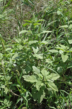 APII jpeg image of Amaranthus retroflexus  © contact APII