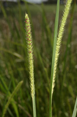 APII jpeg image of Setaria parviflora  © contact APII