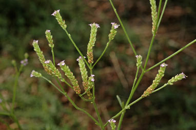 APII jpeg image of Verbena quadrangularis  © contact APII