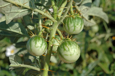 APII jpeg image of Solanum cinereum  © contact APII