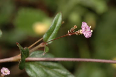 APII jpeg image of Boerhavia dominii  © contact APII