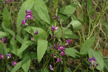 APII jpeg image of Glycine tabacina  © contact APII