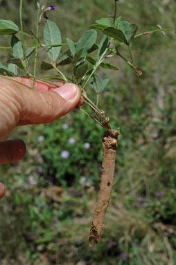 APII jpeg image of Glycine tabacina  © contact APII