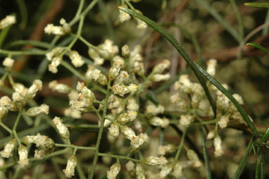 APII jpeg image of Cassinia quinquefaria  © contact APII