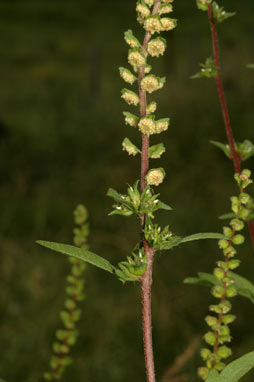 APII jpeg image of Ambrosia artemisiifolia  © contact APII