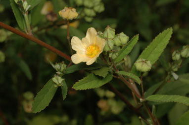 APII jpeg image of Sida rhombifolia  © contact APII