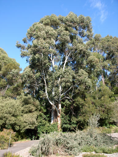 APII jpeg image of Eucalyptus grandis  © contact APII