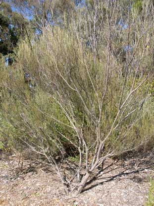 APII jpeg image of Acacia ramulosa var. ramulosa  © contact APII