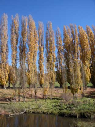 APII jpeg image of Populus nigra  © contact APII