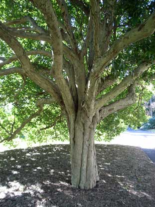 APII jpeg image of Harpullia pendula  © contact APII