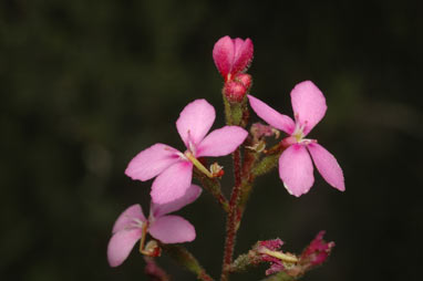 APII jpeg image of Stylidium lineare  © contact APII