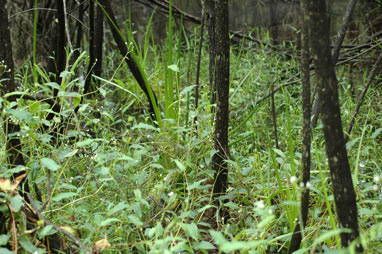 APII jpeg image of Persicaria strigosa  © contact APII