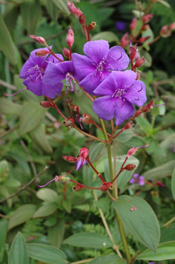 APII jpeg image of Tibouchina urvilleana  © contact APII