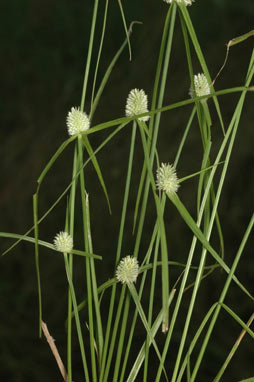 APII jpeg image of Cyperus sesquiflorus  © contact APII