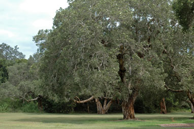 APII jpeg image of Melaleuca quinquenervia  © contact APII