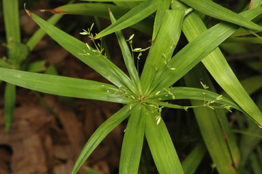 APII jpeg image of Cyperus albostriatus  © contact APII