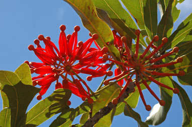 APII jpeg image of Stenocarpus sinuatus  © contact APII