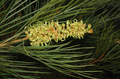 APII jpeg image of Grevillea hodgei  © contact APII