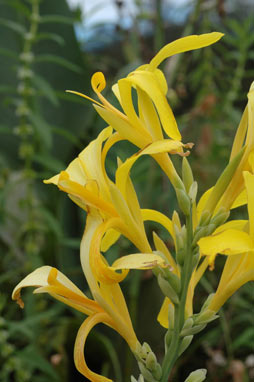 APII jpeg image of Canna indica  © contact APII