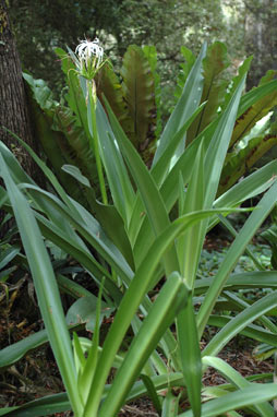 APII jpeg image of Crinum pedunculatum  © contact APII