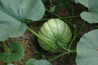 APII jpeg image of Cucurbita maxima  © contact APII