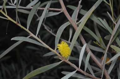 APII jpeg image of Acacia aneura var. major  © contact APII