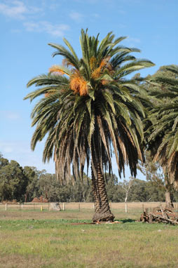 APII jpeg image of Phoenix canariensis  © contact APII