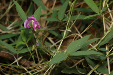 APII jpeg image of Glycine tabacina  © contact APII