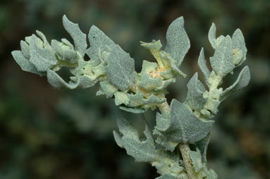 APII jpeg image of Atriplex pseudocampanulata  © contact APII