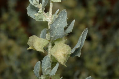 APII jpeg image of Atriplex lindleyi subsp. lindleyi  © contact APII