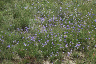 APII jpeg image of Wahlenbergia communis  © contact APII