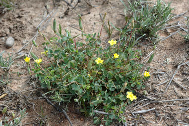 APII jpeg image of Oxalis perennans  © contact APII