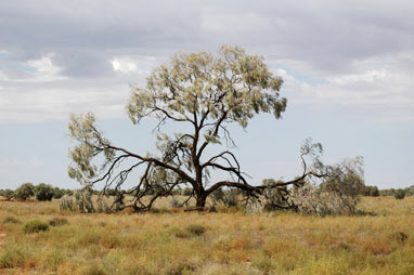 APII jpeg image of Acacia pendula  © contact APII