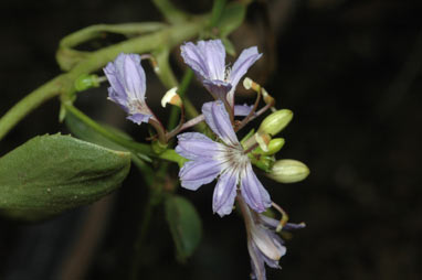 APII jpeg image of Scaevola crassifolia  © contact APII