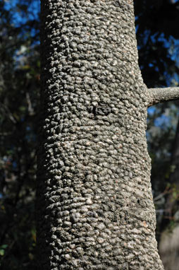 APII jpeg image of Banksia serrata  © contact APII