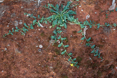 APII jpeg image of Goodenia glabra  © contact APII