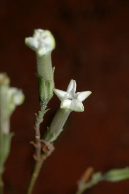 APII jpeg image of Nicotiana goodspeedii  © contact APII