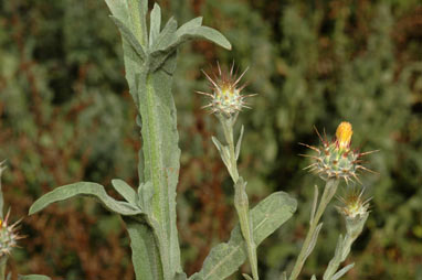 APII jpeg image of Centaurea melitensis  © contact APII