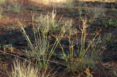 APII jpeg image of Fimbristylis dichotoma  © contact APII