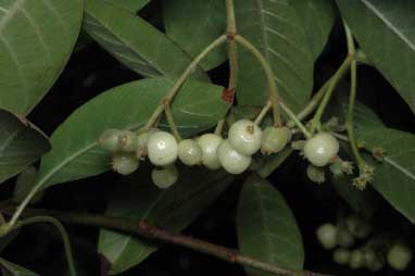 APII jpeg image of Psychotria loniceroides  © contact APII